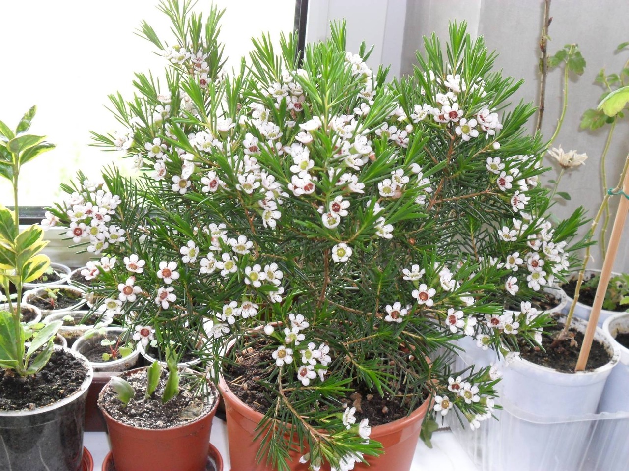 Хамелациумом