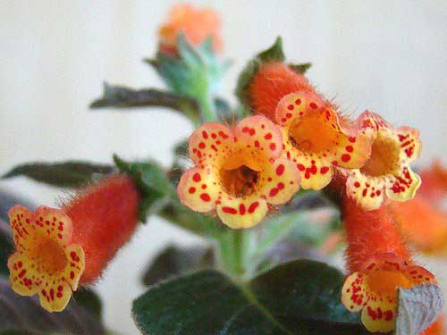 Полив цветка колерия