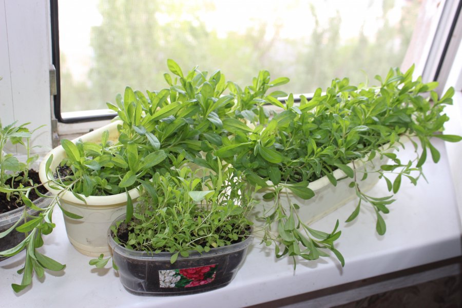 Выращивание рассады кларкия