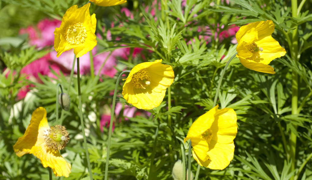 Меконопсис камбрийский