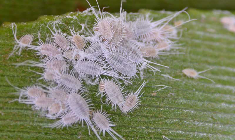 Мучнистый червец на хитиоре