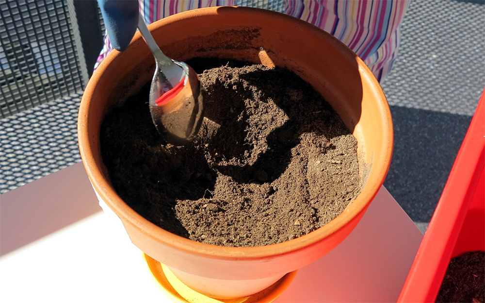 Пересадка гинуры