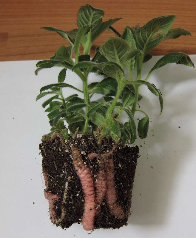 Размножение и пересадка комнатного цветка калерия