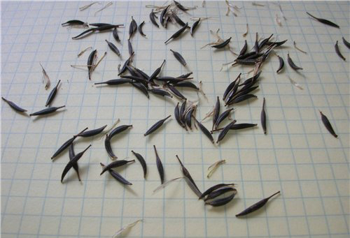 Размножение космеи