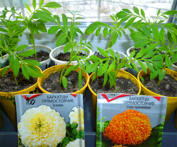 Бархатцы рассада