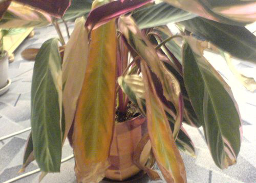 Листья строманты желтеют и засыхают