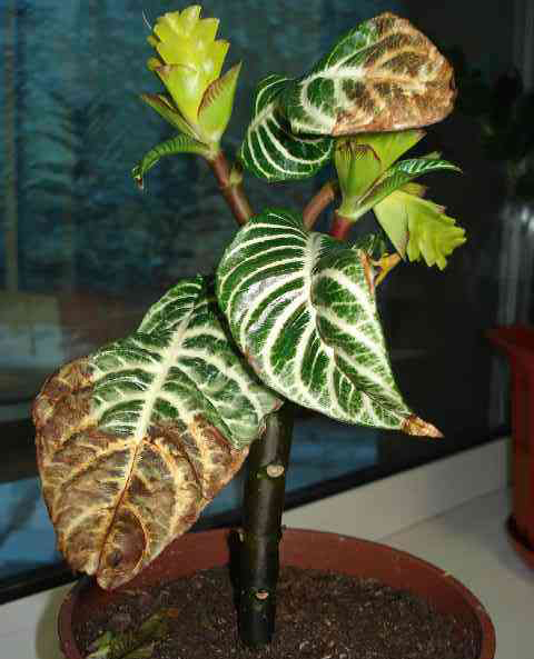 У афеландры сохнут листья