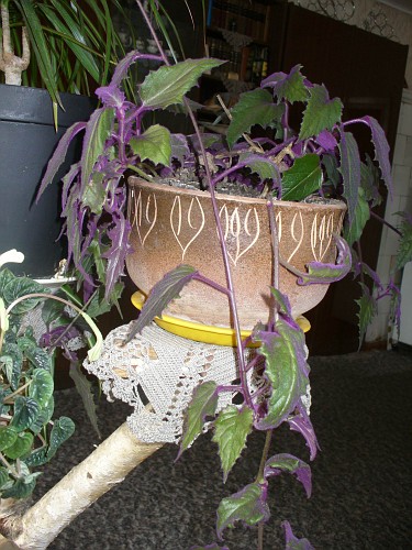 Подвязка и обрезка гинуры