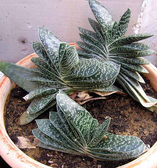 Состав почвы для растения гастерия