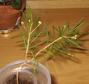 Размножение Хамелациума