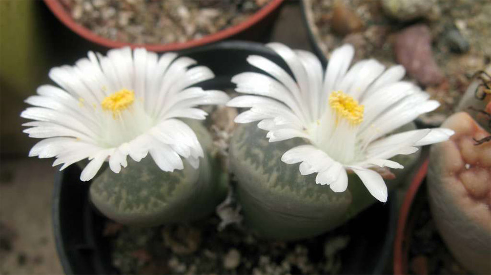 Литопс Мраморный (Lithops Marmorata)