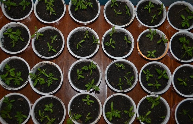 Бархатцы рассада