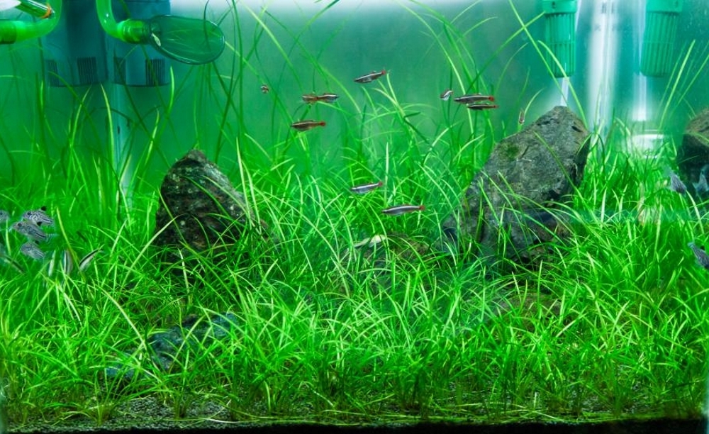 Эхинодорус