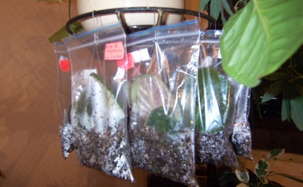 Листы фиалок