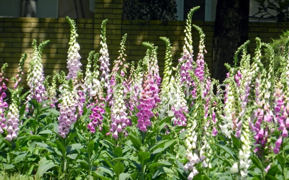 Наперстянка