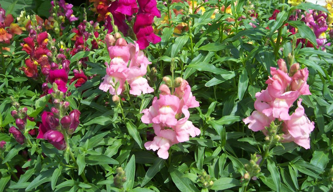 Львиный зев