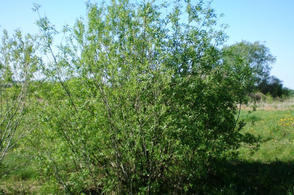 Корзиночная ива