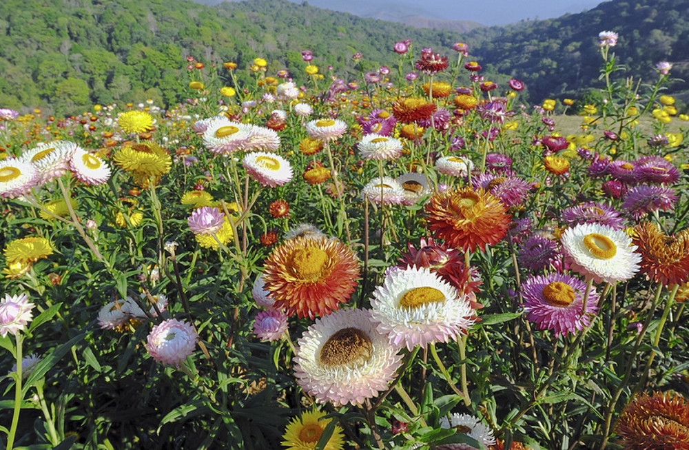 Гелихризум