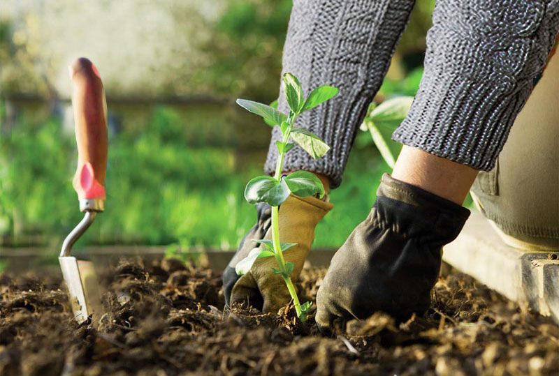 Посадка кларкирии