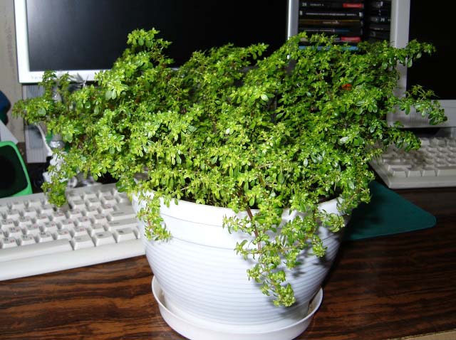 Пилея мелколистная