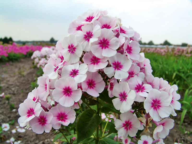 Многолетние флоксы