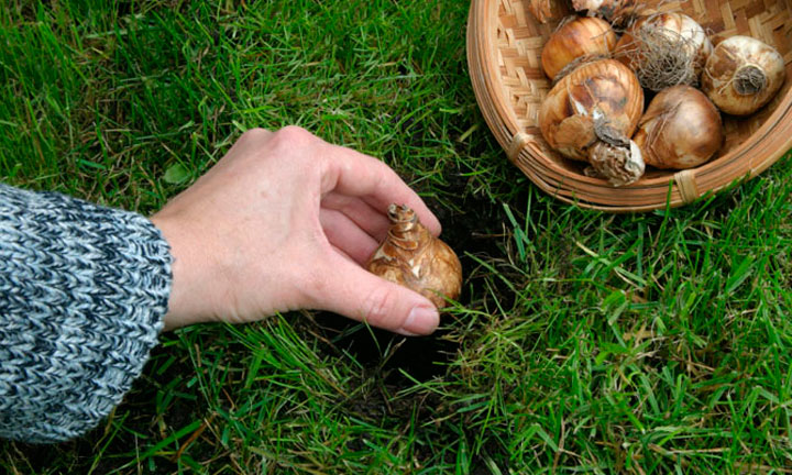 Посадка фрезии в открытый грунт