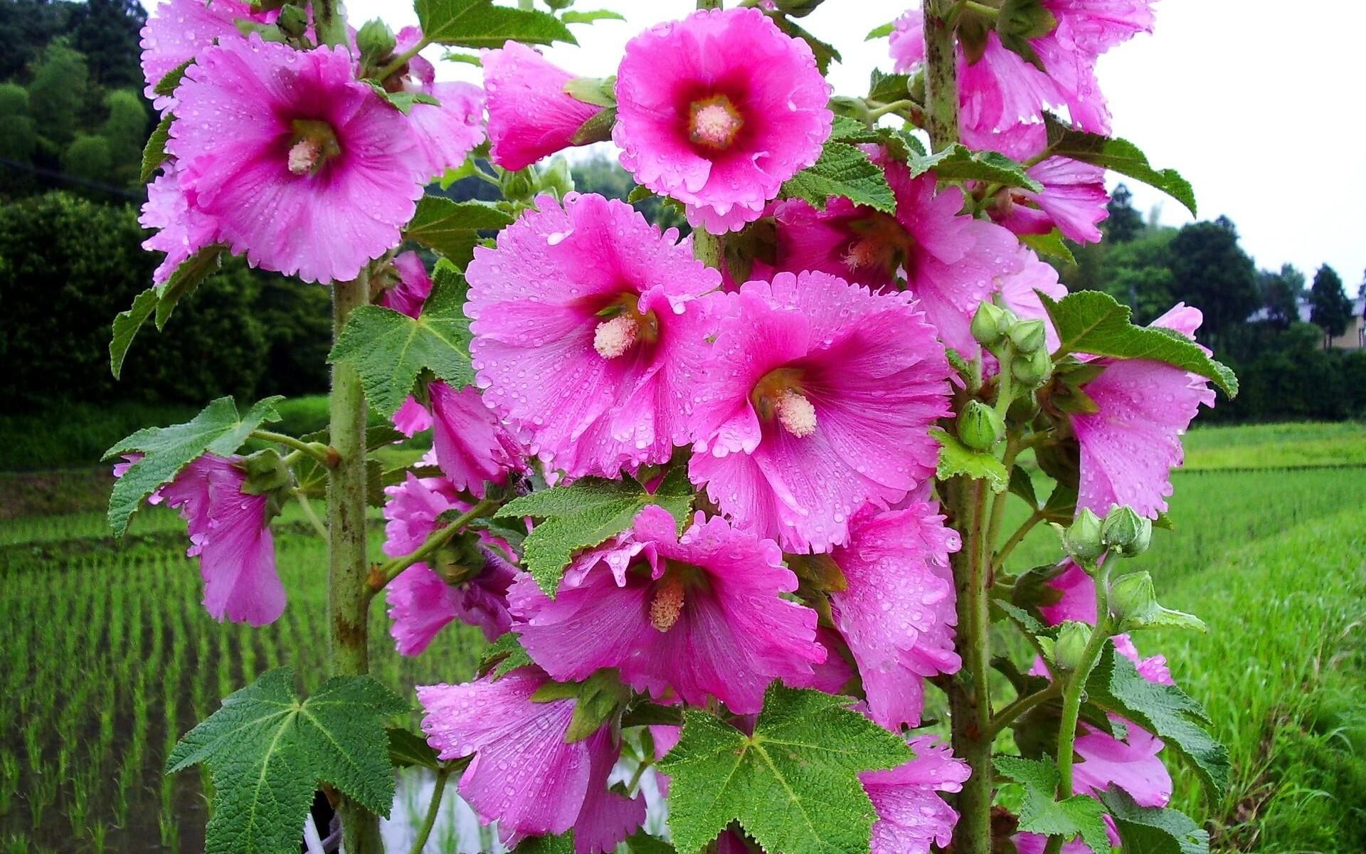 Мальва розовая