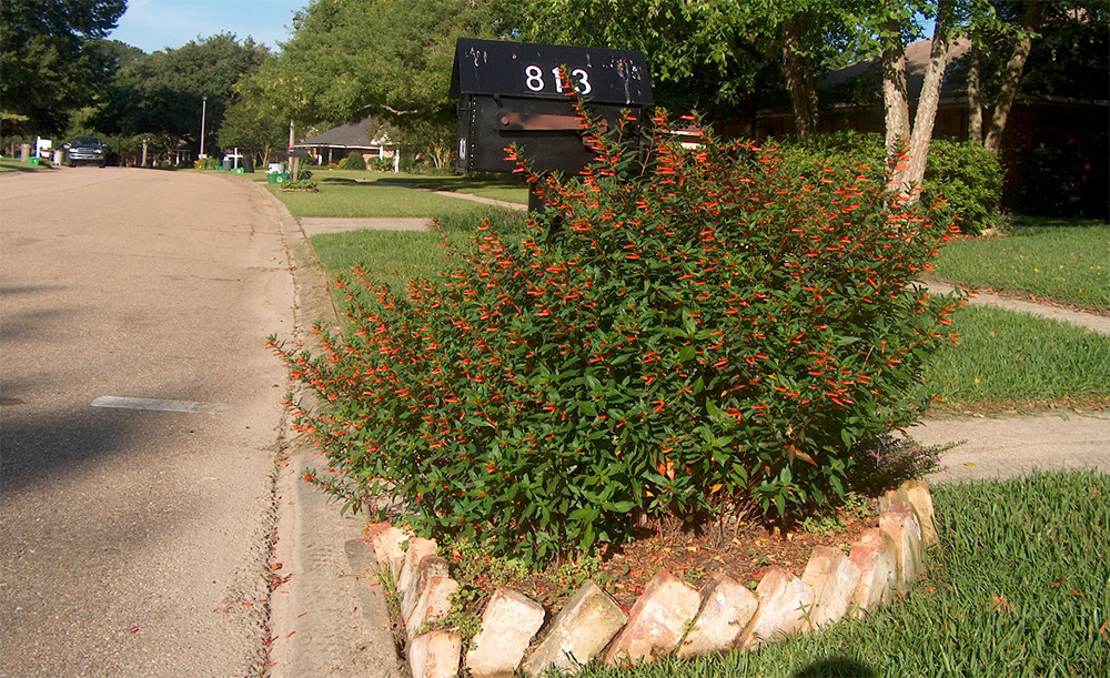 Посадка куфеи в открытом грунте