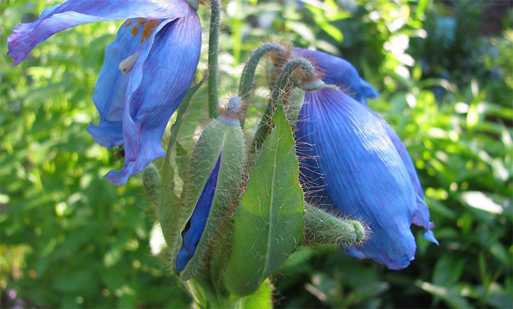 Меконопсис шелдона