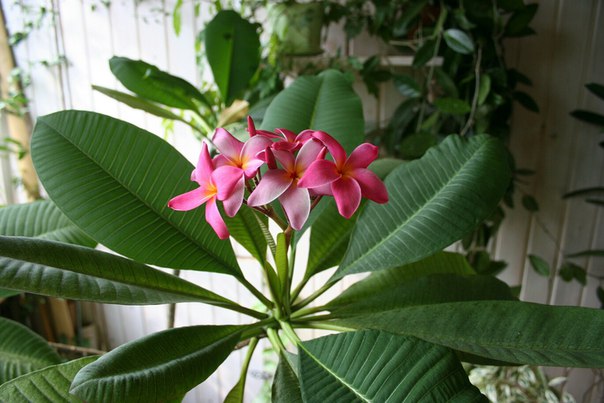 Уход за плюмерией в домашних условиях