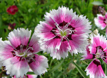 Гвоздика многолетняя