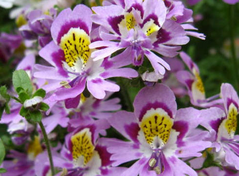 Схизантус садовый