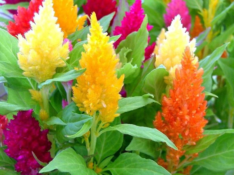 Целозия, фото