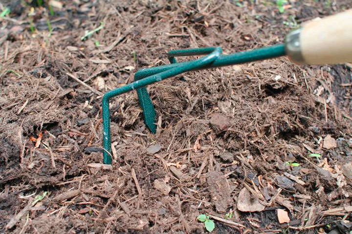 Выбор места для посадки фрезии