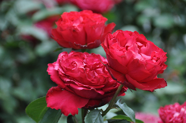 Роза Травиата