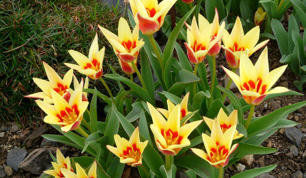 Тюльпаны Кауфмана