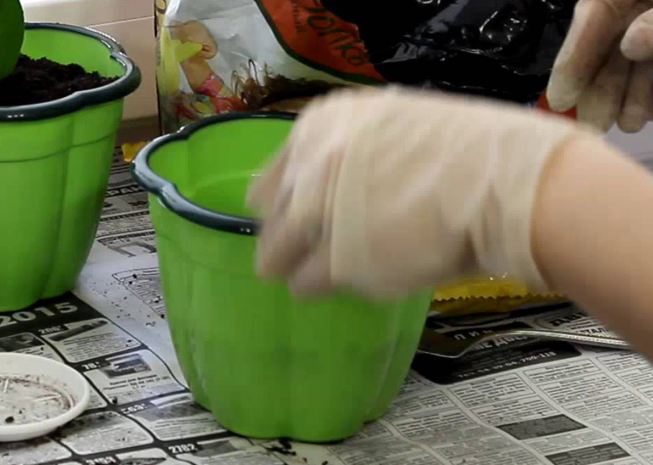 Посадка, пересадка комнатного растения полисциас