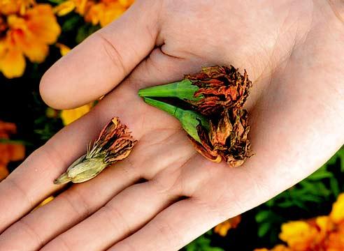 Как собрать семена бархатцев