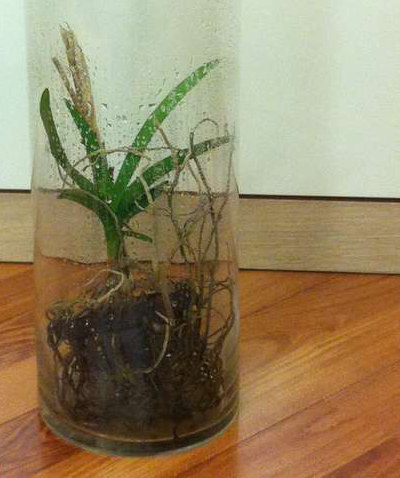 Наращиваем корни у орхидеи