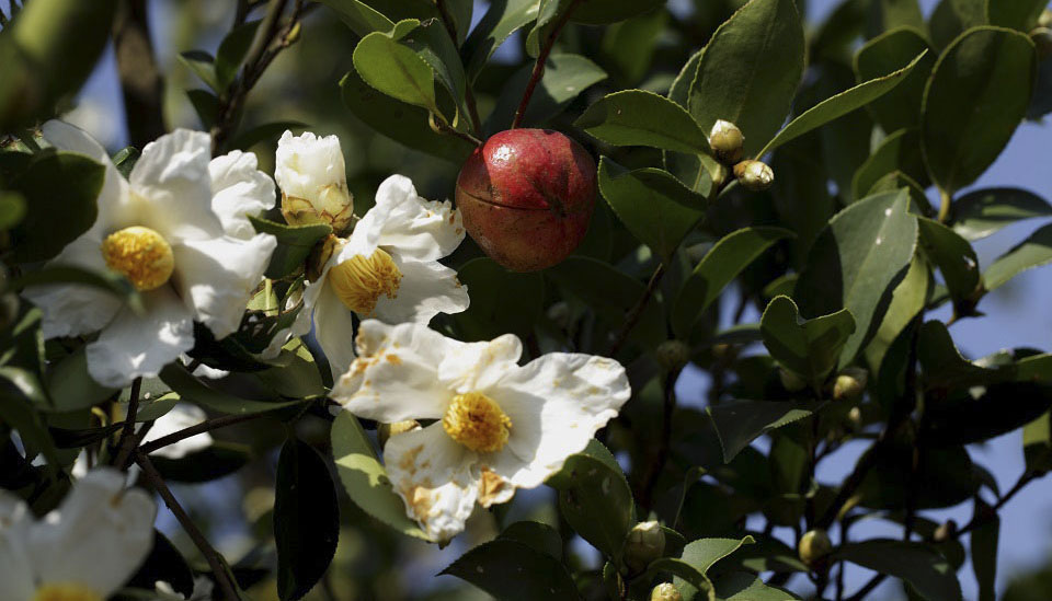 Масличная камелия