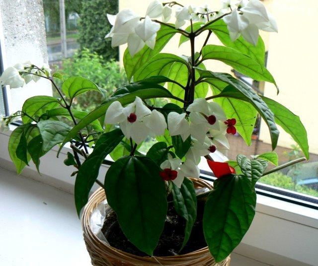 Уход за комнатным цветком клеродендрумом