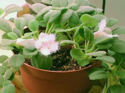 Эписция гвоздикоцветная