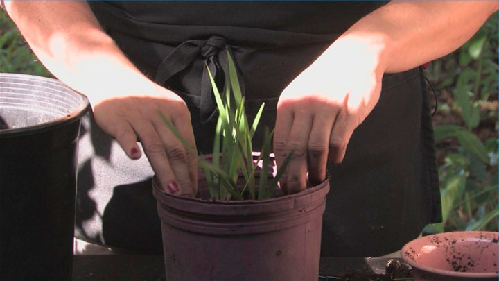 Фрезия в горшке