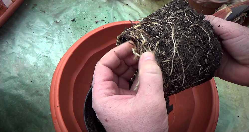 Пересадка ховеи в домашних условиях