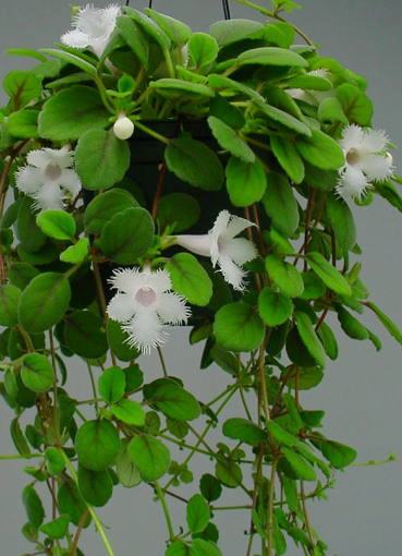 Как ухаживать за растением эписция