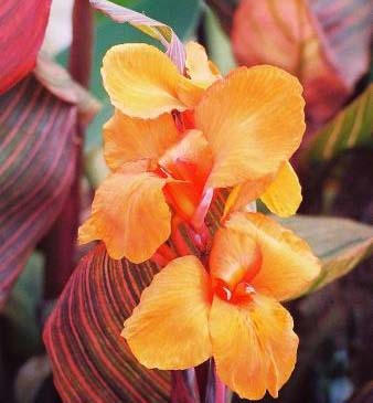 Канна дурбан