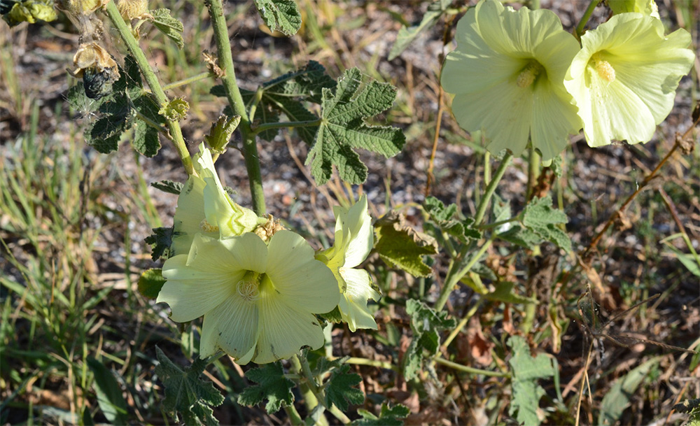 Мальва морщинистая