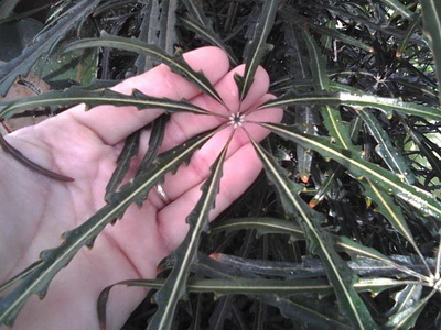 Дизиготека