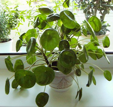 Полив комнатного цветка пилея