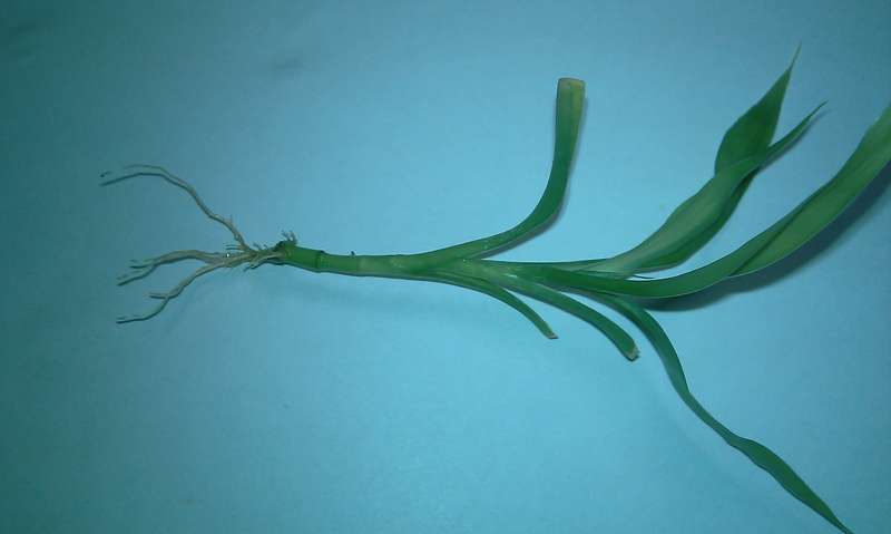 Размножение пандануса черенками